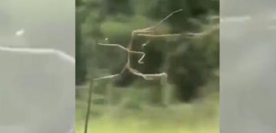 Hayatını uçlarda yaşayan bir değnek böceği!