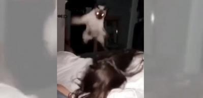 Küçük kızı kovalayan kedi bakın yakalayınca ne yaptı