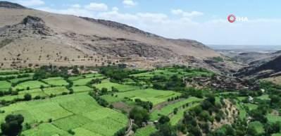 Mardin'in gizli bahçesi: Yeşil Gurs Vadisi