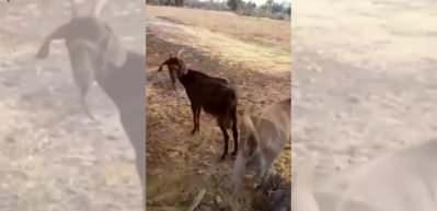 Yangından hayvanlarını kurtarmaya çalışan çiftçi, yaşadığı mucizeyi paylaştı