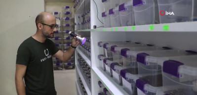 300 akreple başladı, hedefi yurt dışına zehir satmak