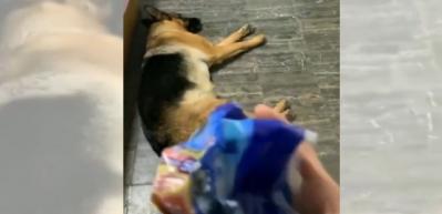 Alman kurt k&ouml;peğinin kulaklarının hassasiyetine inanamayacaksınız!