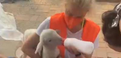 Burcu Esmersoy yine kalplere dokundu! Hayvanlar i&ccedil;in harekete ge&ccedil;ti...