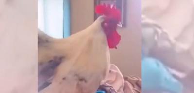 Horoz kapıdan eve girdi ve bakın ne yaptı...