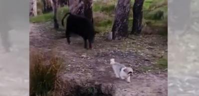 K&uuml;&ccedil;&uuml;k k&ouml;pek takip ediliyordu, d&ouml;n&uuml;p &ouml;yle bir korkuttu ki...