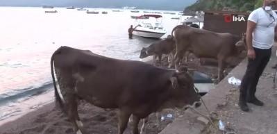 Hayvanlarını bırakıp gitmek istemedi... Sonuna kadar koruyacağım bunları