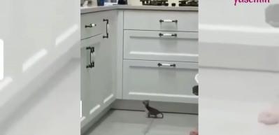 &Ccedil;ok uğraştı ama olmadı! Mutfak tezgahına &ccedil;ıkmaya &ccedil;alışan kedi...