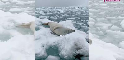 Daha &ouml;nce hi&ccedil; uyuyan fok balığı g&ouml;rd&uuml;n&uuml;z m&uuml;?