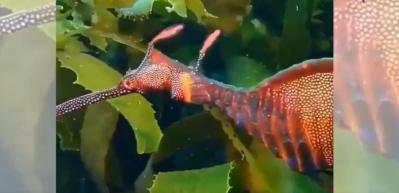 Daha &ouml;nce muhtemelen g&ouml;rmediniz! Su altındaki muhteşem deniz atı...