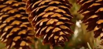 Doğanın muhteşem d&ouml;ng&uuml;s&uuml;