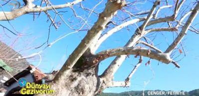Fethiye'nin Çenger Köyü yemyeşil doğaya ve misafirperver insanlara sahip