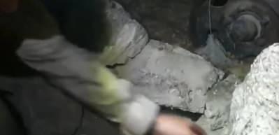 Jandarma, anne ile yavrularını kavuşturdu!