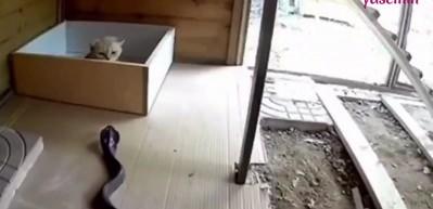 Korkun&ccedil; anlar! Kediye doğru yaklaşan kobra yılanı...
