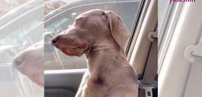 Uykuya direnen k&ouml;peğin hali izleyenleri g&uuml;ld&uuml;r&uuml;yor