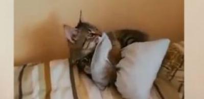 Yastıkla oynayan kedi bakın nereye d&uuml;şt&uuml;!