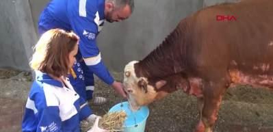 Manavgat'taki yangında v&uuml;cudu yanan ve yaşamından umut kesilen boğa hayata d&ouml;nd&uuml;