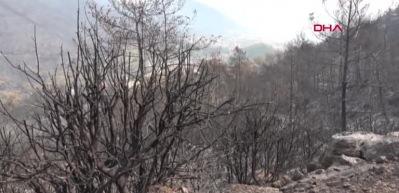 Muğla'da orman yangınının ardından ilk filizler &ccedil;ıktı