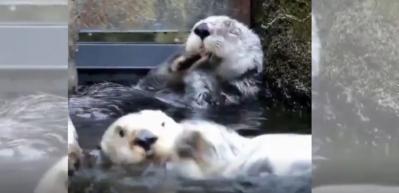 Su samurlarının keyifli anları