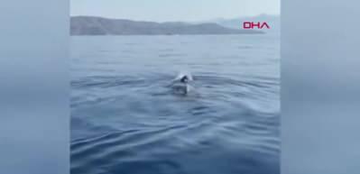 T&uuml;rkiye kıyılarında ilk defa canlı g&ouml;r&uuml;nt&uuml;lendi! 7 deniz kaplumbağası t&uuml;r&uuml;nden en b&uuml;y&uuml;ğ&uuml;