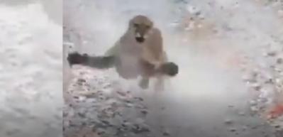 Y&uuml;r&uuml;y&uuml;ş yaptığı sırada peşine Puma takıldı! Korku dolu anlar...