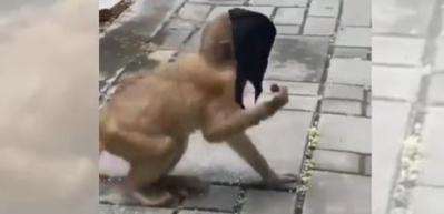 Artık maymunlar da maske takıyor! G&ouml;renler inanamadı...