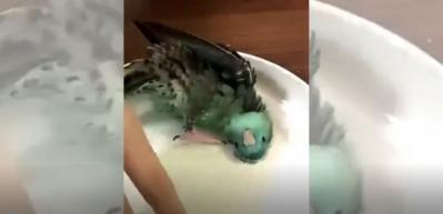 Muhabbet kuşunun keyif dolu anları