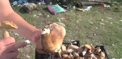 Sinop ormanlarından fışkıran mantarlar k&ouml;yl&uuml;n&uuml;n gelir kaynağı oldu! G&uuml;nl&uuml;k 600 lira kazanan var