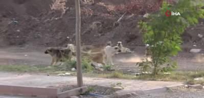 K&ouml;peklerden ka&ccedil;an &ccedil;ocuğa otomobil &ccedil;arptı