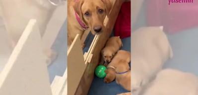 Yavruları anne k&ouml;peği umursamadı! Anne k&ouml;peğin &uuml;z&uuml;nt&uuml;s&uuml;...