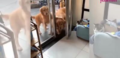 Arkadaşlarını geride bırakmadı! K&ouml;peklerin bağlılığı dikkat &ccedil;ekti...