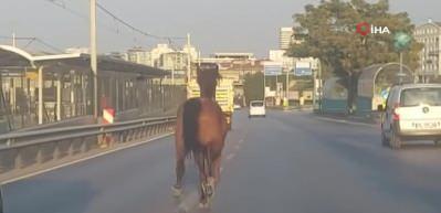 Başıboş at trafiği altüst etti