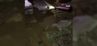 D&uuml;nyanın en ilgin&ccedil; 19 hayvanından biri! Adıyaman'da g&ouml;r&uuml;ld&uuml;