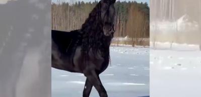 Hollanda&rsquo;ya &ouml;zg&uuml; muhteşem Friesian atı