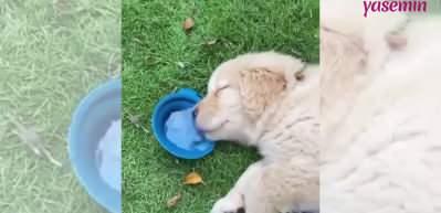 Uyurken bile su i&ccedil;meye devam ediyor! K&ouml;peğin yorgun halleri...