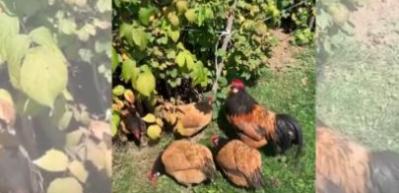 Horozun zekası dikkat &ccedil;ekti! Tavukları...