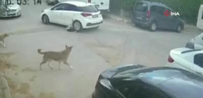 Sarıyer'de dehşete d&uuml;ş&uuml;ren olay! K&ouml;peği ezen s&uuml;r&uuml;c&uuml;n&uuml;n rahatlığı pes dedirtti