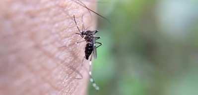 Sivrisinek tehlikesi! Karaciğer ve beyni vuruyor