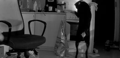 &Ccedil;ekya&rsquo;da bir k&ouml;pek, yemek ararken mutfağı ateşe verdi