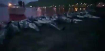 S&ouml;zde Grindadrap festivalinde, tarihin en b&uuml;y&uuml;k balina ve yunus katliamı yapıldı