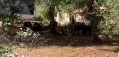 Kazdağları&rsquo;na a&ccedil; kalan domuzlar şehre indi, o &acirc;nlar kameralara yansıdı