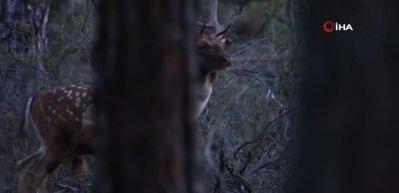 Ala geyiklerin sesi 5 kilometre öteden işitiliyor