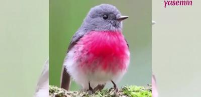 Muhteşem şirinliği ile 'Rose Robin' kuşu