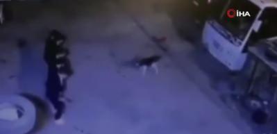 Halay &ccedil;ekerek ka&ccedil;tıkları k&ouml;peği daha sonra halaya kattılar