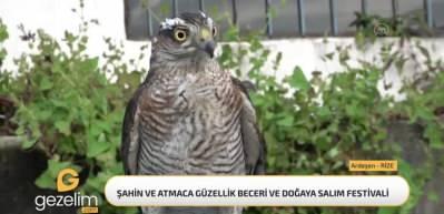 Rize'de Şahin Atmaca Güzellik Beceri ve Doğaya Salım Festivali