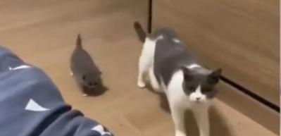 Anne kedinin yavruları i&ccedil;in yaptığı davranış...