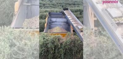 Hi&ccedil; zeytin hasat aracının nasıl &ccedil;alıştığını g&ouml;rm&uuml;ş m&uuml;yd&uuml;n&uuml;z?