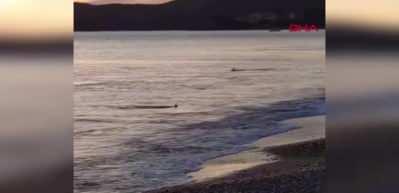 Muğla'da kıyıya 3 metre mesafede k&ouml;pek  balıkları g&ouml;r&uuml;ld&uuml;