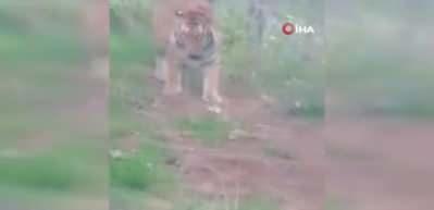 Yol kenarında başıboş gezen Bengal kaplanı g&ouml;renleri şaşırttı