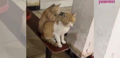 Kedilerin masajı izleyenlerin i&ccedil;ini ısıttı