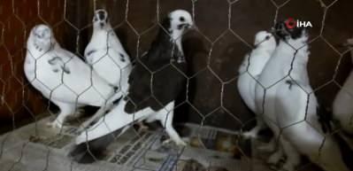 Balıkesir&rsquo;de g&uuml;vercin mezadı meraklıları buluşturdu